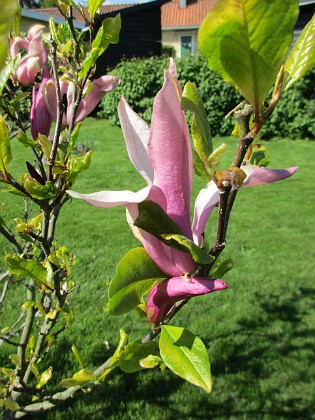 Magnolia { Min Magnolia brukar vara sen, men i år har den varit senare än vanligt.                                } 