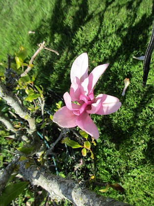 Magnolia { Min Magnolia brukar vara sen, men i år har den varit senare än vanligt.                                } 