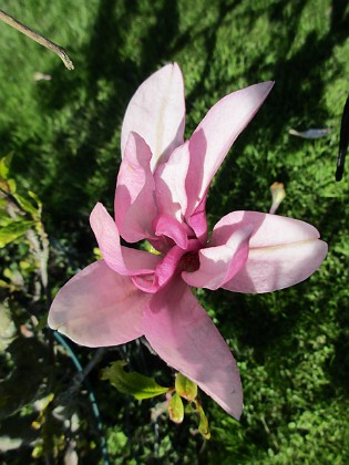 Magnolia