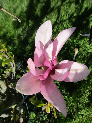 Magnolia { Min Magnolia brukar vara sen, men i år har den varit senare än vanligt.                                } 