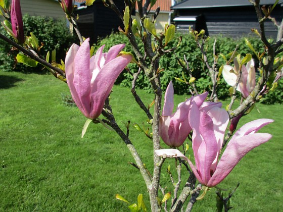 Magnolia { Min Magnolia brukar vara sen, men i år har den varit senare än vanligt.                                } 