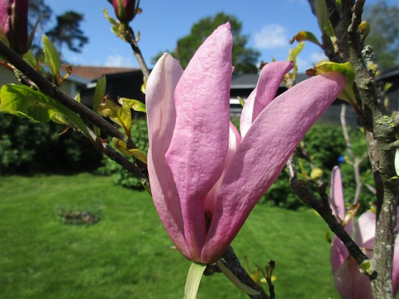 Magnolia  
Min Magnolia brukar vara sen, men i år har den varit senare än vanligt.                                 
2020-05-27 Magnolia_0041  
Granudden  
Färjestaden  
Öland