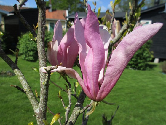 Magnolia 
Min Magnolia brukar vara sen, men i år har den varit senare än vanligt.                               