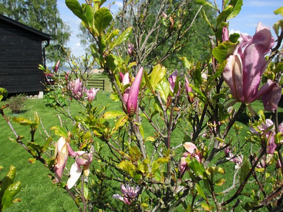 Magnolia 
Min Magnolia brukar vara sen, men i år har den varit senare än vanligt.                               