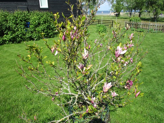 Magnolia 
Min Magnolia brukar vara sen, men i år har den varit senare än vanligt.                               