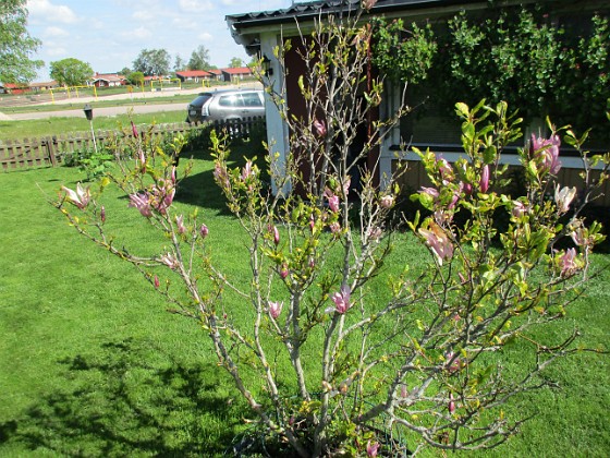 Magnolia { Min Magnolia brukar vara sen, men i år har den varit senare än vanligt.                                } 