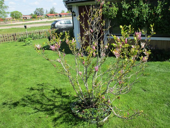 Magnolia  
Min Magnolia brukar vara sen, men i år har den varit senare än vanligt.                                 
2020-05-27 Magnolia_0047  
Granudden  
Färjestaden  
Öland