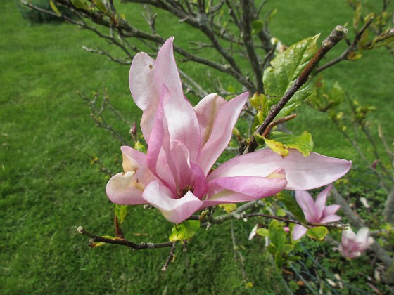 Magnolia  
Magnolia är en klar favorit i min trädgård.  
2020-05-27 Magnolia_0067  
Granudden  
Färjestaden  
Öland