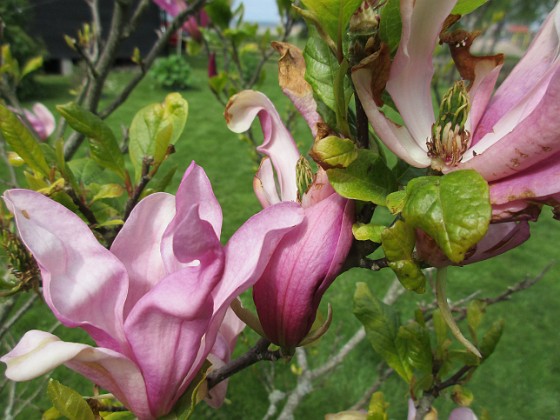 Magnolia  
Magnolia är en klar favorit i min trädgård.                                 
2020-05-27 Magnolia_0069  
Granudden  
Färjestaden  
Öland