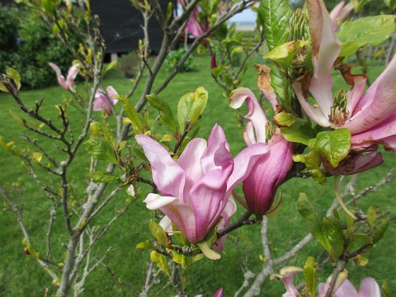 Magnolia 
Magnolia är en klar favorit i min trädgård.                               