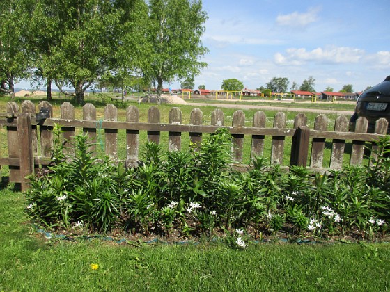 Staket, höger  
Nu behöver det bara bli lite varmt så att de här Liljorna växer till sig!  
2020-05-27 Staket, höger_0064  
Granudden  
Färjestaden  
Öland