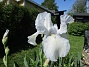 Iris Germanica. De var lite sega i starten. De första åren blev det inga blommor. Men nu blir det mer och mer. De breder ut sig också. Doften är underbar!                                (2020-05-27 Iris_0006)