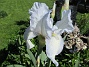 Iris Germanica. De var lite sega i starten. De första åren blev det inga blommor. Men nu blir det mer och mer. De breder ut sig också. Doften är underbar!                                (2020-05-27 Iris_0018)