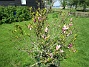 Magnolia  
Min Magnolia brukar vara sen, men i år har den varit senare än vanligt.                                 
2020-05-27 Magnolia_0044
