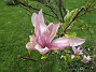 Magnolia är en klar favorit i min trädgård. (2020-05-27 Magnolia_0067)