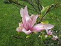 Magnolia