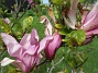 Magnolia är en klar favorit i min trädgård.                                (2020-05-27 Magnolia_0069)