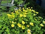Vårkrage  
Den här ringkragen har blommat i flera veckor nu.  
2020-05-27 Vårkrage_0056