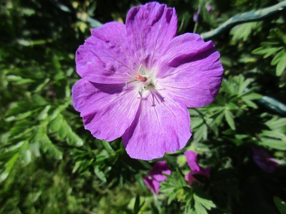 Blodnäva { Undertill vid Björken har jag Blodnäva, Geranium Sanguineum. Den är tänkt att täcka jorden i rabatten under alla Trädliljor. } 