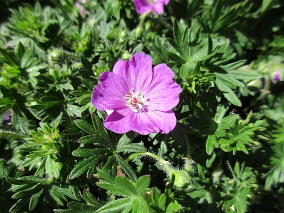 Blodnäva { Undertill vid Björken har jag Blodnäva, Geranium Sanguineum. Den är tänkt att täcka jorden i rabatten under alla Trädliljor. } 