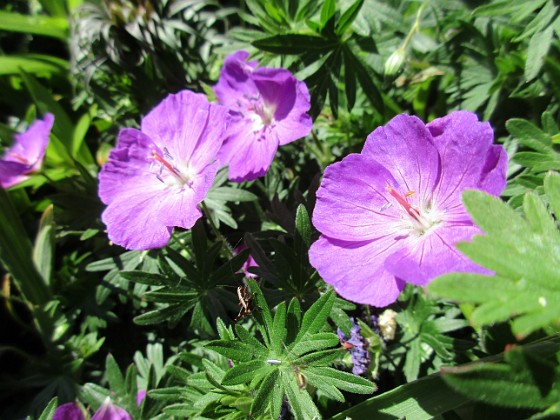 Blodnäva { Undertill vid Björken har jag Blodnäva, Geranium Sanguineum. Den är tänkt att täcka jorden i rabatten under alla Trädliljor. } 