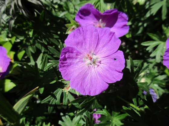 Blodnäva 
Undertill vid Björken har jag Blodnäva, Geranium Sanguineum. Den är tänkt att täcka jorden i rabatten under alla Trädliljor.