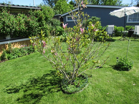 Det är inte så många blommor kvar på min Magnolia nu. Undertill har jag rensat ogräs idag och där kommer lite Bukettanemon och självsådda Sömntutor.   
2020-06-01 IMG_0042  
Granudden  
Färjestaden  
Öland