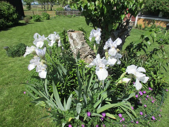 Iris Germanica { Dessa Trädgårdsiris, Iris Germanica, fick jag igår binda upp i blåsten. } 