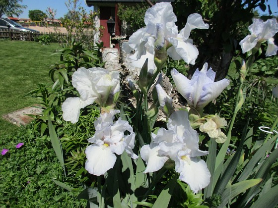 Iris Germanica 
Dessa Trädgårdsiris, Iris Germanica, fick jag igår binda upp i blåsten.