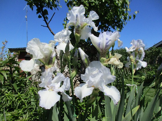 Iris Germanica  
Dessa Trädgårdsiris, Iris Germanica, fick jag igår binda upp i blåsten.  
2020-06-01 Iris Germanica_0055  
Granudden  
Färjestaden  
Öland