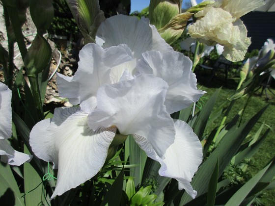 Iris Germanica  
Dessa Trädgårdsiris, Iris Germanica, fick jag igår binda upp i blåsten.  
2020-06-01 Iris Germanica_0056  
Granudden  
Färjestaden  
Öland