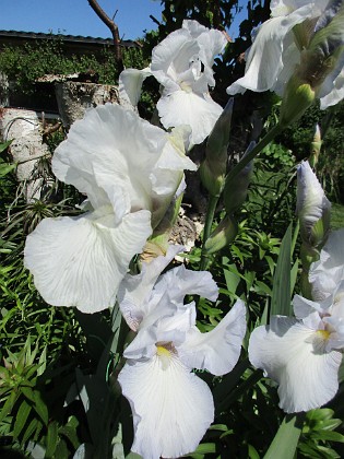 Iris Germanica 
Dessa Trädgårdsiris, Iris Germanica, fick jag igår binda upp i blåsten.