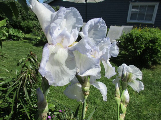 Iris Germanica 
Dessa Trädgårdsiris, Iris Germanica, fick jag igår binda upp i blåsten.