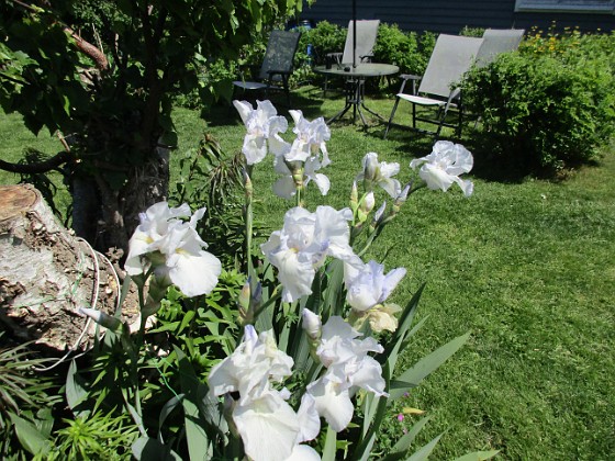 Iris Germanica { Dessa Trädgårdsiris, Iris Germanica, fick jag igår binda upp i blåsten. } 