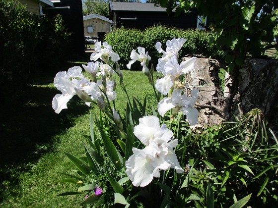 Iris Germanica { Dessa Trädgårdsiris, Iris Germanica, fick jag igår binda upp pga den hårda blåsten. } 