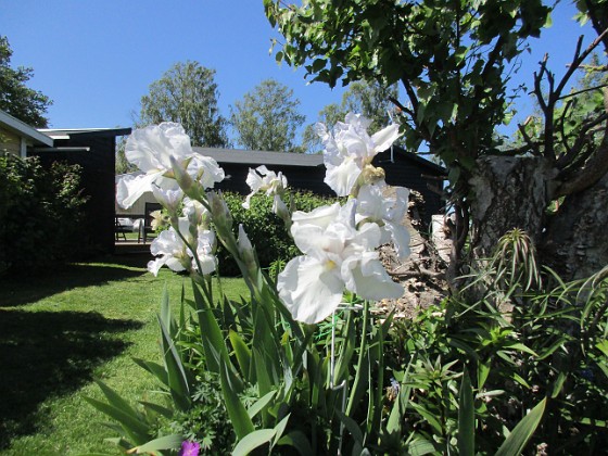 Iris Germanica 
Dessa Trädgårdsiris, Iris Germanica, fick jag igår binda upp pga den hårda blåsten.