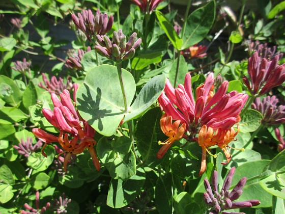 Kaprifol 
Min Kaprifol håller på att slå ut. Det finns mängder av blomknoppar. Snart blir det en härlig doft varje kväll.