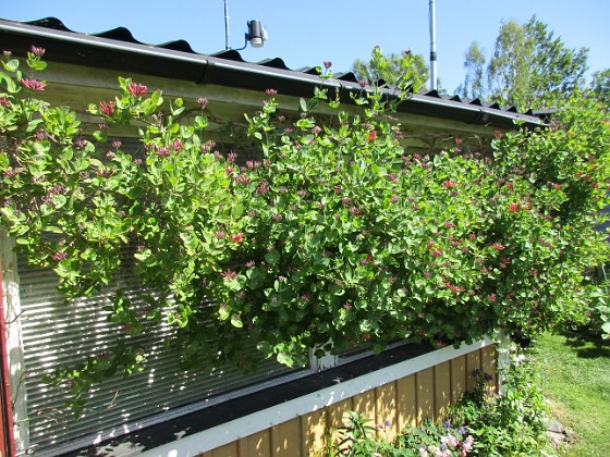 Kaprifol { Min Kaprifol håller på att slå ut. Det finns mängder av blomknoppar. Snart blir det en härlig doft varje kväll. } 