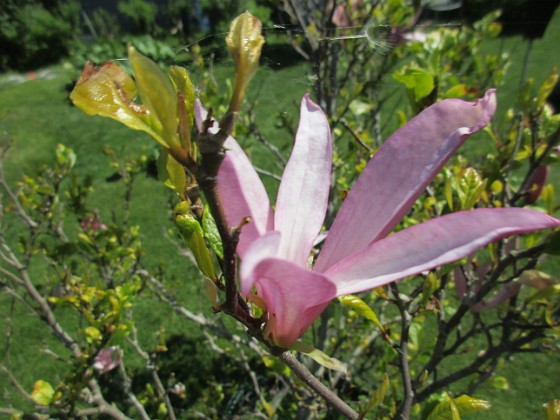 Magnolia 
Det är inte så många blommor kvar på min Magnolia nu. 