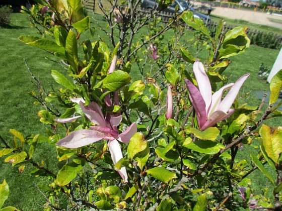 Magnolia 
Det är inte så många blommor kvar på min Magnolia nu. 