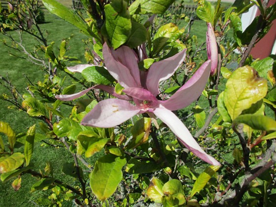 Magnolia { Det är inte så många blommor kvar på min Magnolia nu.  } 