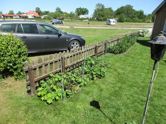 Staketet 
Stockrosen växer sakta i detta landet. Bättre går det på andra ställen i trädgården.