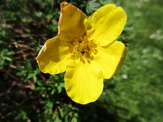 Ölandstok 
En enda liten blomma på min Ölandstok.