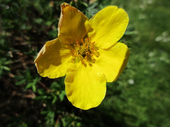 Ölandstok 
En enda liten blomma på min Ölandstok.