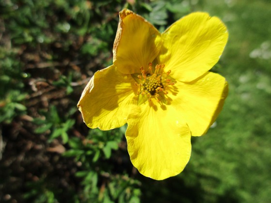 Ölandstok 
En enda liten blomma på min Ölandstok.