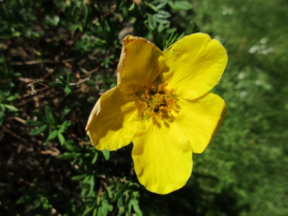 Ölandstok 
En enda liten blomma på min Ölandstok.