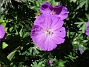 Undertill vid Björken har jag Blodnäva, Geranium Sanguineum. Den är tänkt att täcka jorden i rabatten under alla Trädliljor. (2020-06-01 Blodnäva_0076)