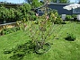 Det är inte så många blommor kvar på min Magnolia nu. Undertill har jag rensat ogräs idag och där kommer lite Bukettanemon och självsådda Sömntutor.  (2020-06-01 IMG_0042)