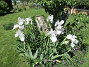 Dessa Trädgårdsiris, Iris Germanica, fick jag igår binda upp i blåsten. (2020-06-01 Iris Germanica_0053)