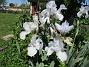 Dessa Trädgårdsiris, Iris Germanica, fick jag igår binda upp i blåsten. (2020-06-01 Iris Germanica_0054)